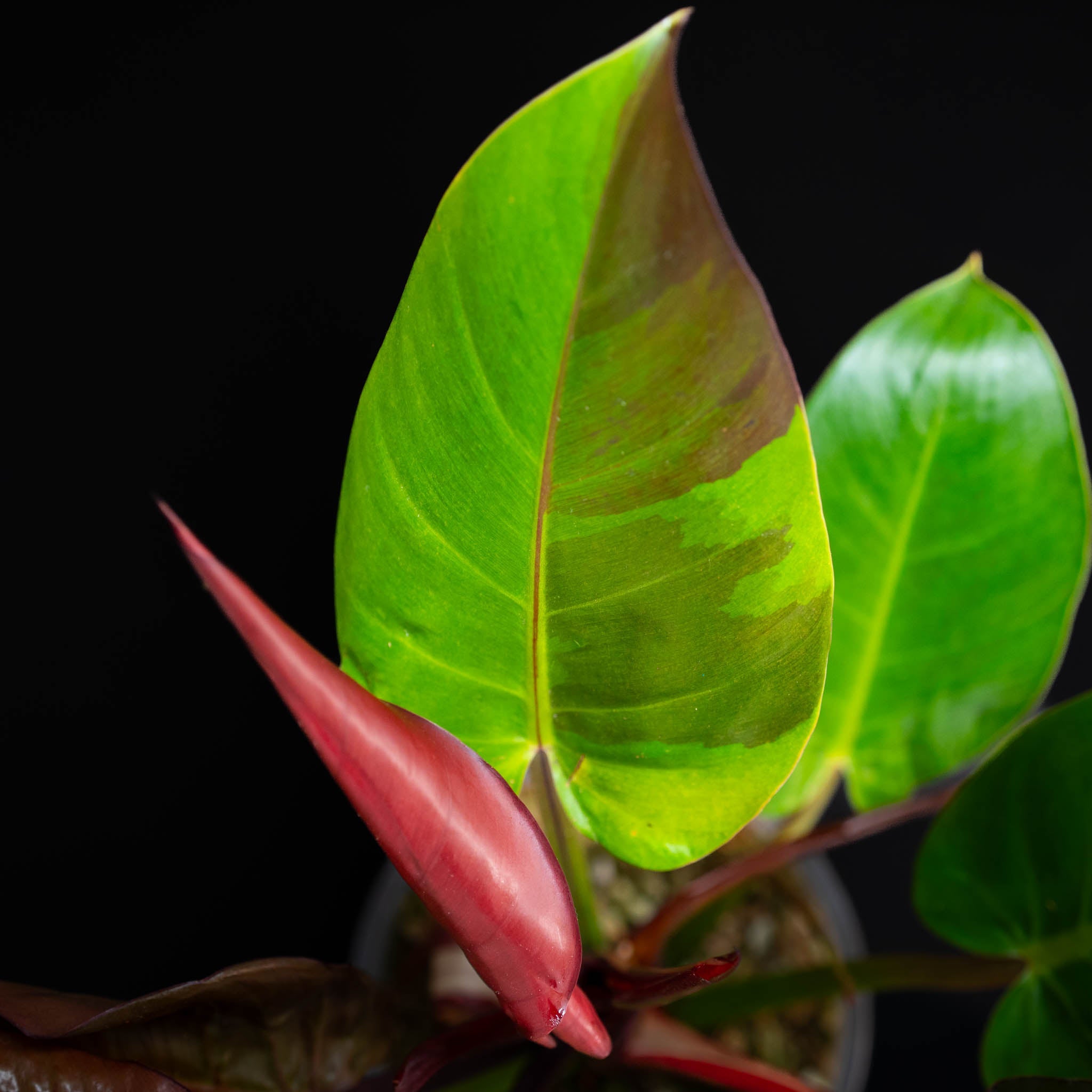 Philodendron – Dandi Plants