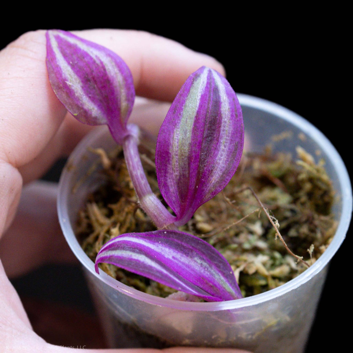 Tradescantia Pink Paradise Starter (Grower's Choice)