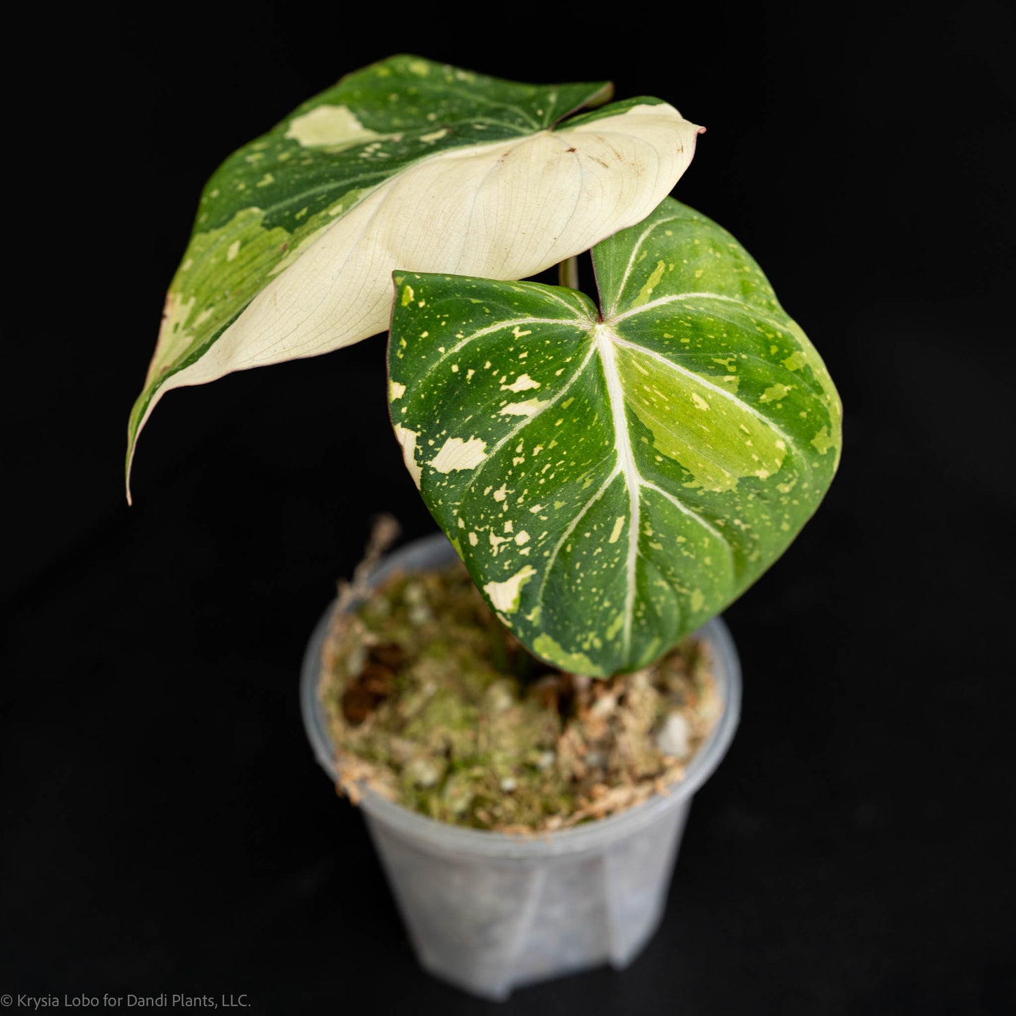 Philodendron Gloriosum Variegated Type 2 (SD5.25-1)