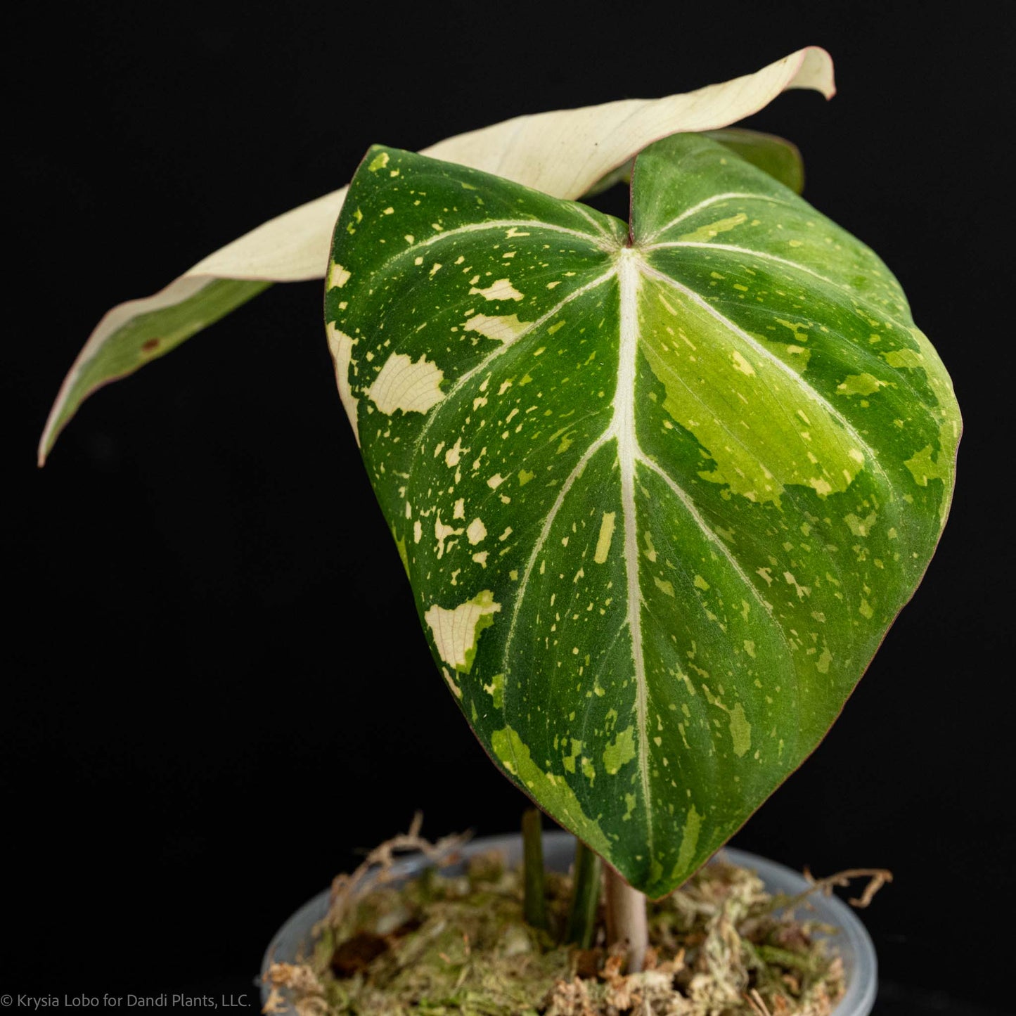 Philodendron Gloriosum Variegated Type 2 (SD5.25-1)