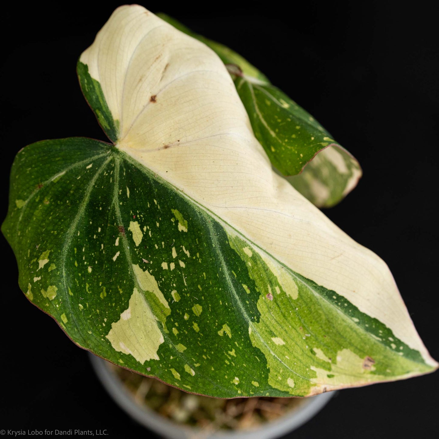 Philodendron Gloriosum Variegated Type 2 (SD5.25-1)