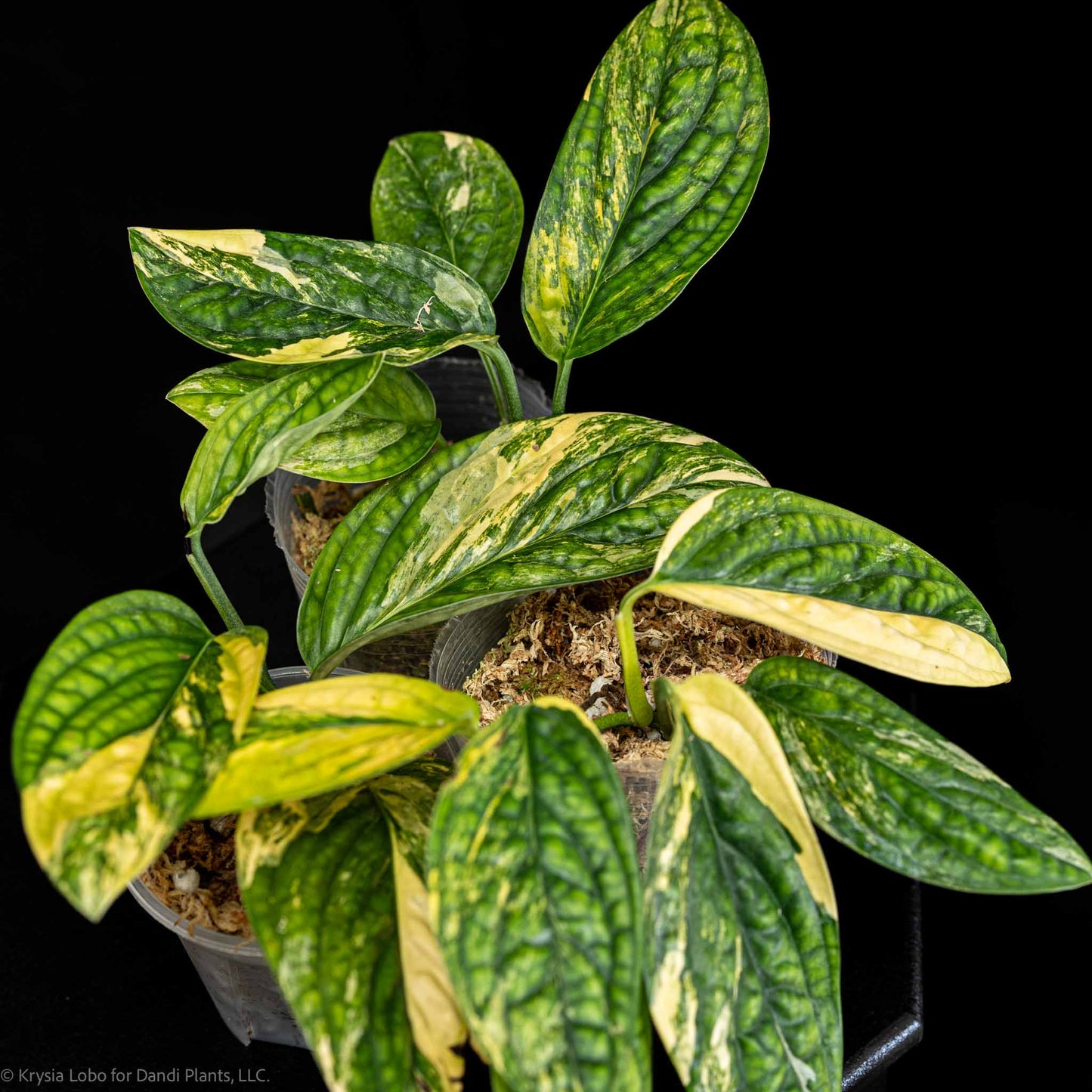 Monstera sp 'Peru' Variegated (Grower's Choice)