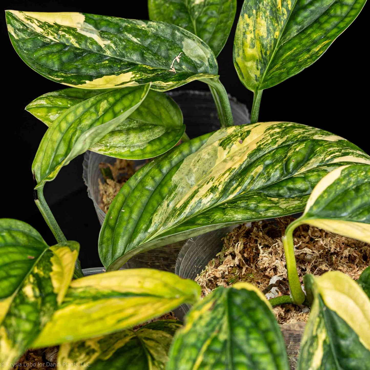 Monstera sp 'Peru' Variegated (Grower's Choice)