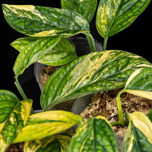 Monstera sp 'Peru' Variegated *Grower's Choice*