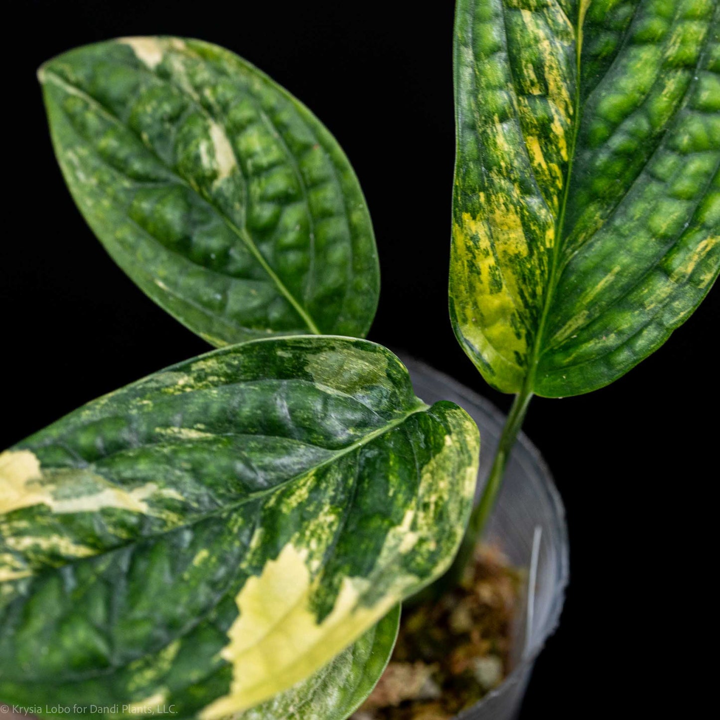 Monstera sp 'Peru' Variegated (Grower's Choice)