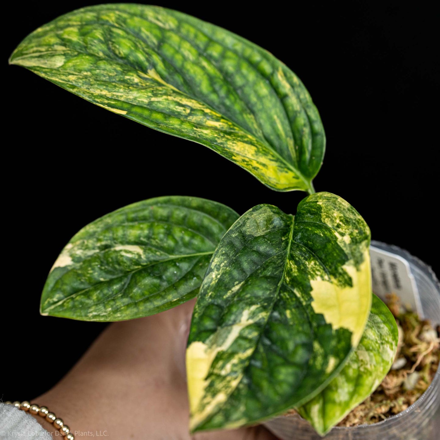 Monstera sp 'Peru' Variegated (Grower's Choice)