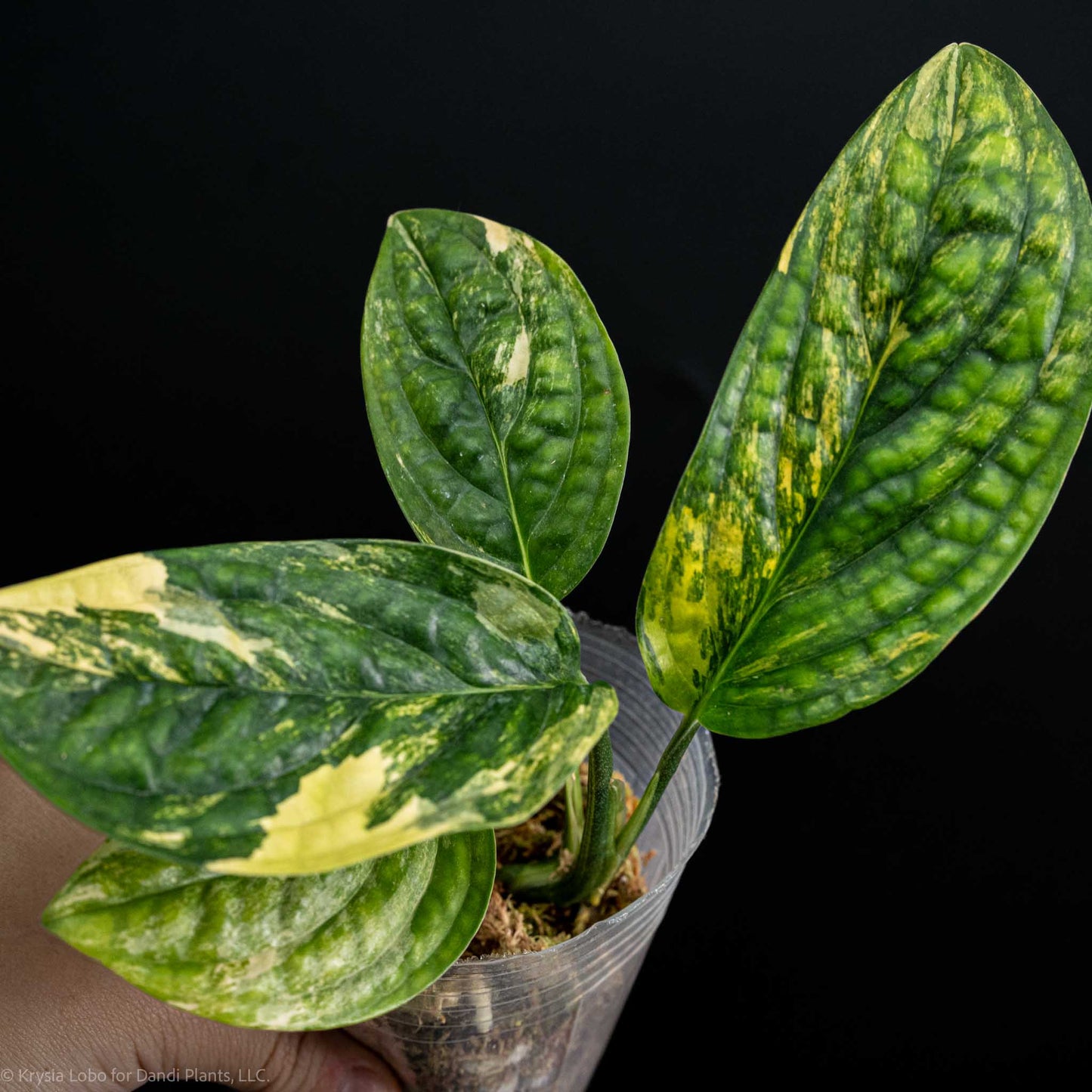 Monstera sp 'Peru' Variegated (Grower's Choice)