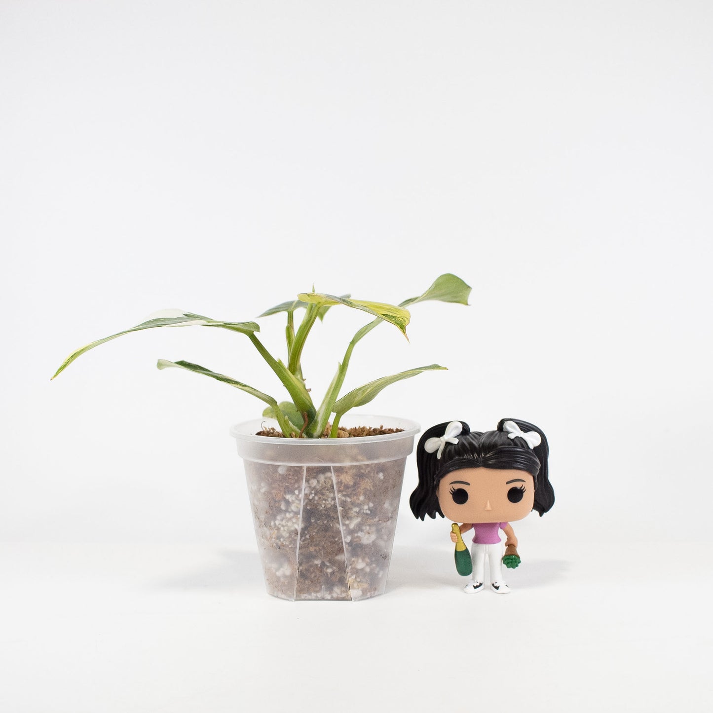 Philodendron White Wizard Tricolor (2619)