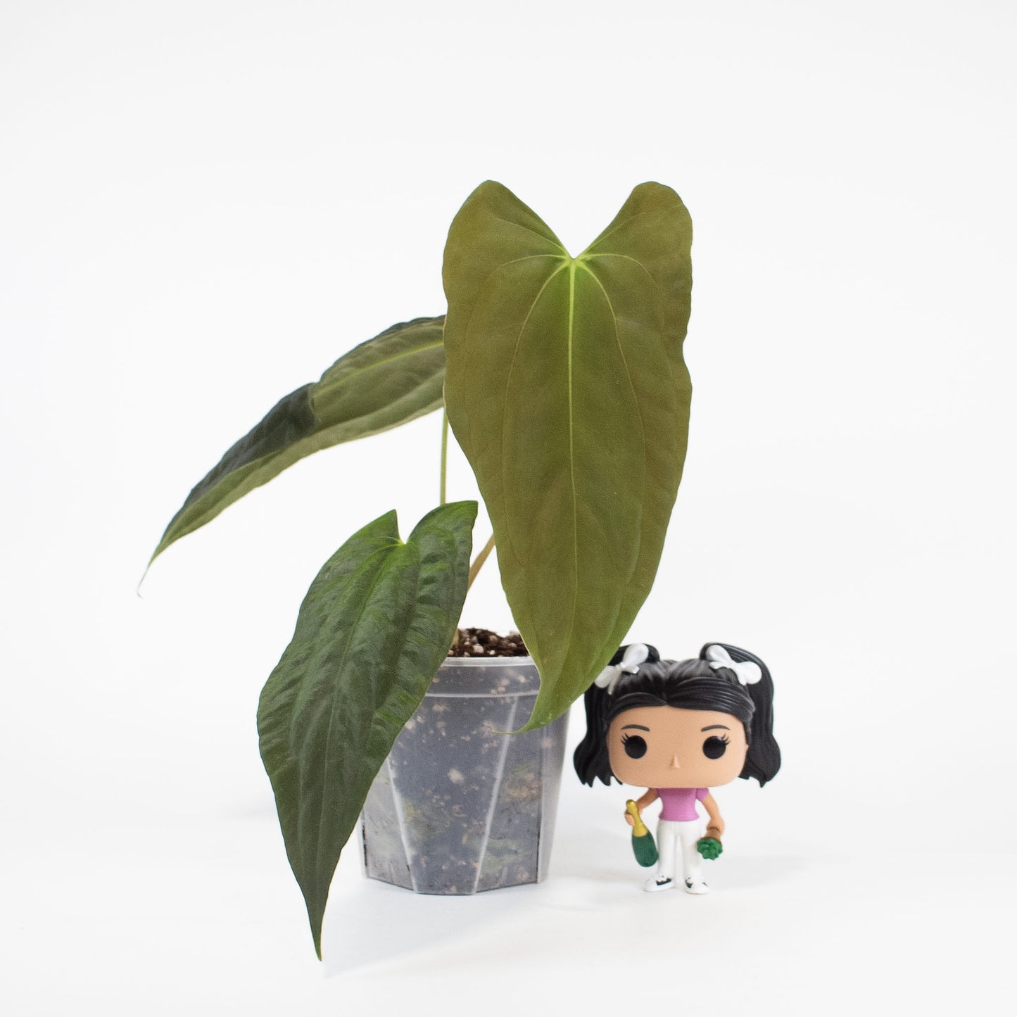 Anthurium RA4 x Fortsherman (2600)