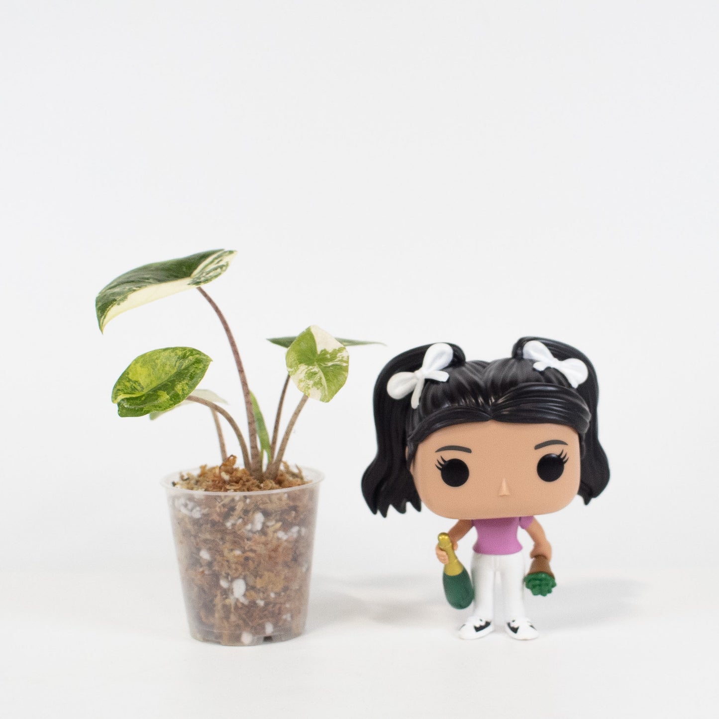 Alocasia 'Sedenii' Aurea (2616)