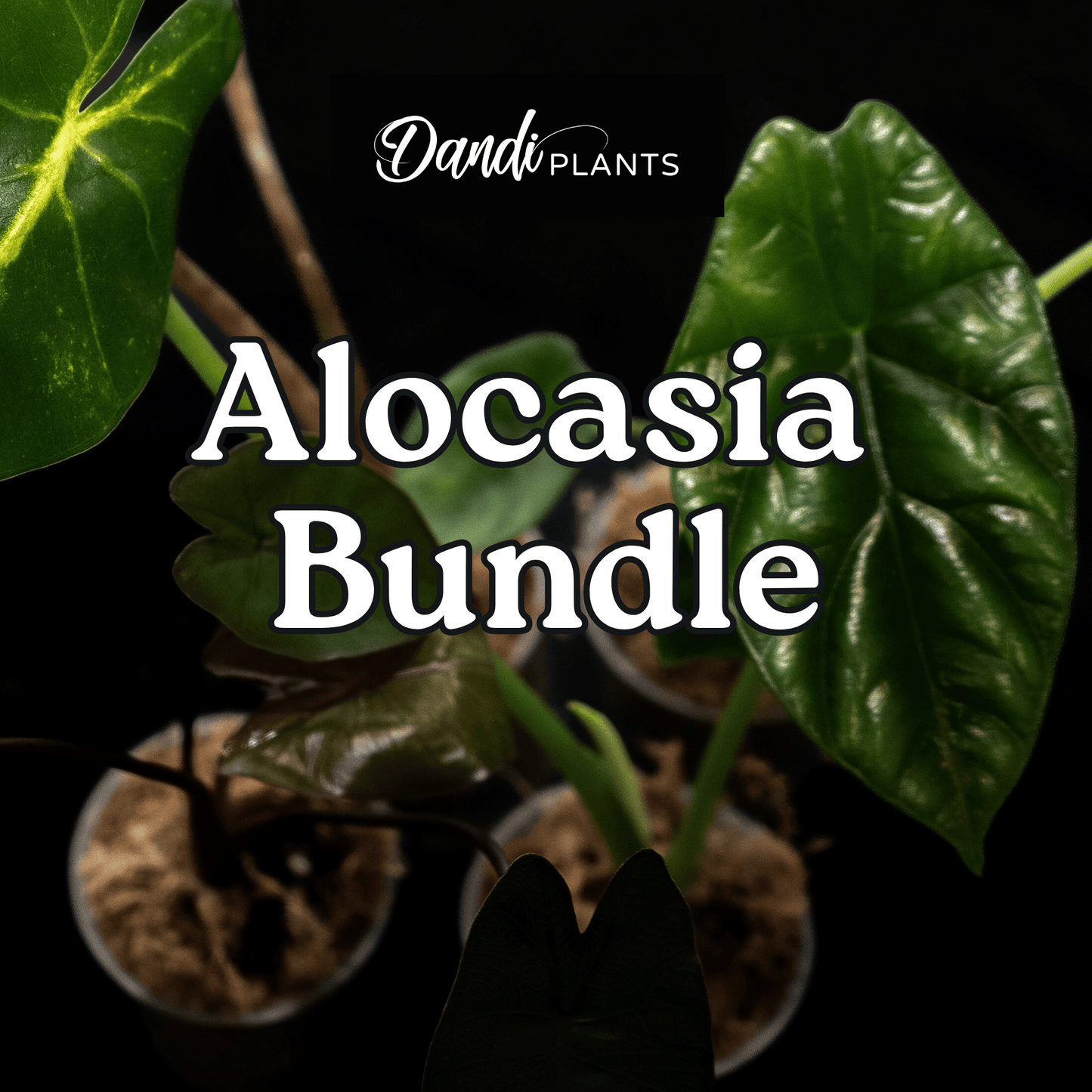 MYSTERY Alocasia Bundle (Set Of 3)