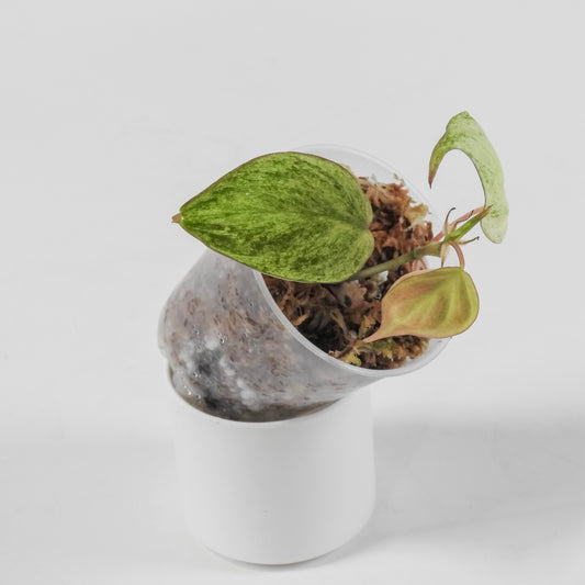 Philodendron Micans Pink Mint *Growers Choice*