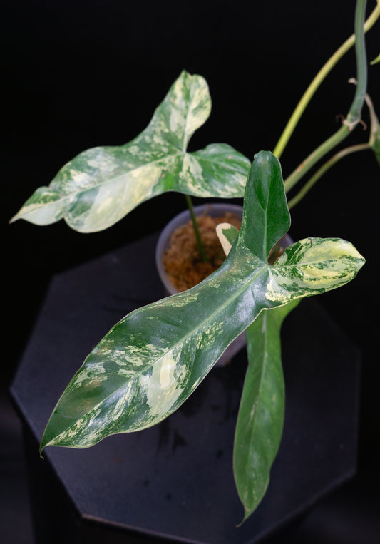 Philodendron 'Florida (Beauty x Mayoi) x Black Billie' Variegated (1611)