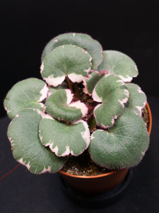 Saxifraga Stolonifera Variegata *Growers Choice* (1612)