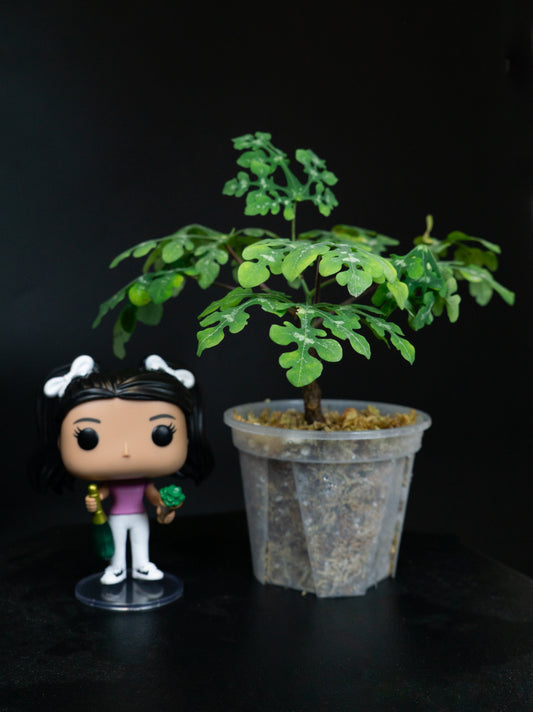 Adenia Perrieri (1607)