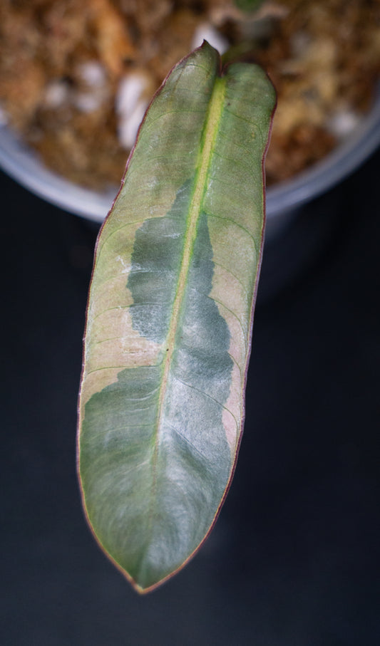 Philodendron 'Atabapoense' Variegated (1614)
