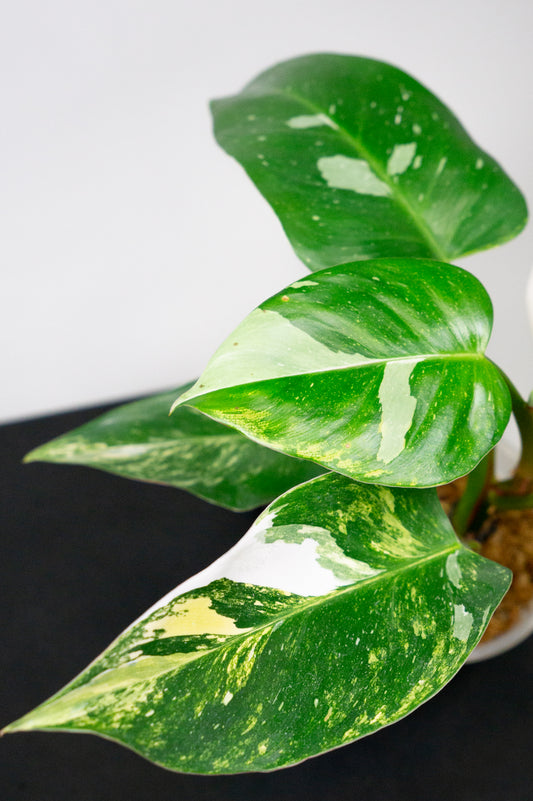 Philodendron White Princess Aurea (1805)