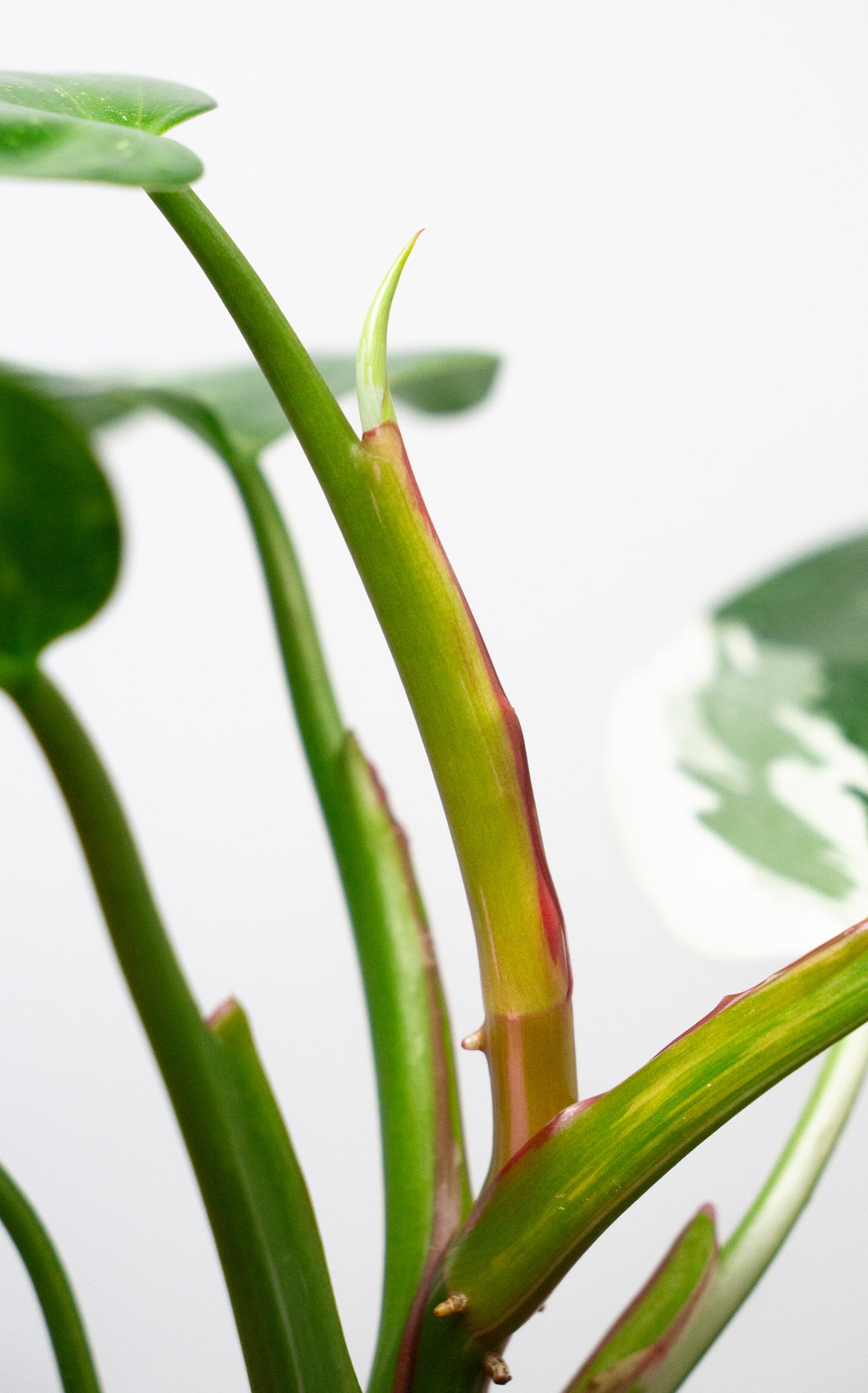 Philodendron White Princess Aurea (1805)