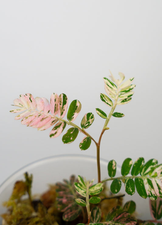 Phyllanthus urinaria 'Pink Variegated' (1818)