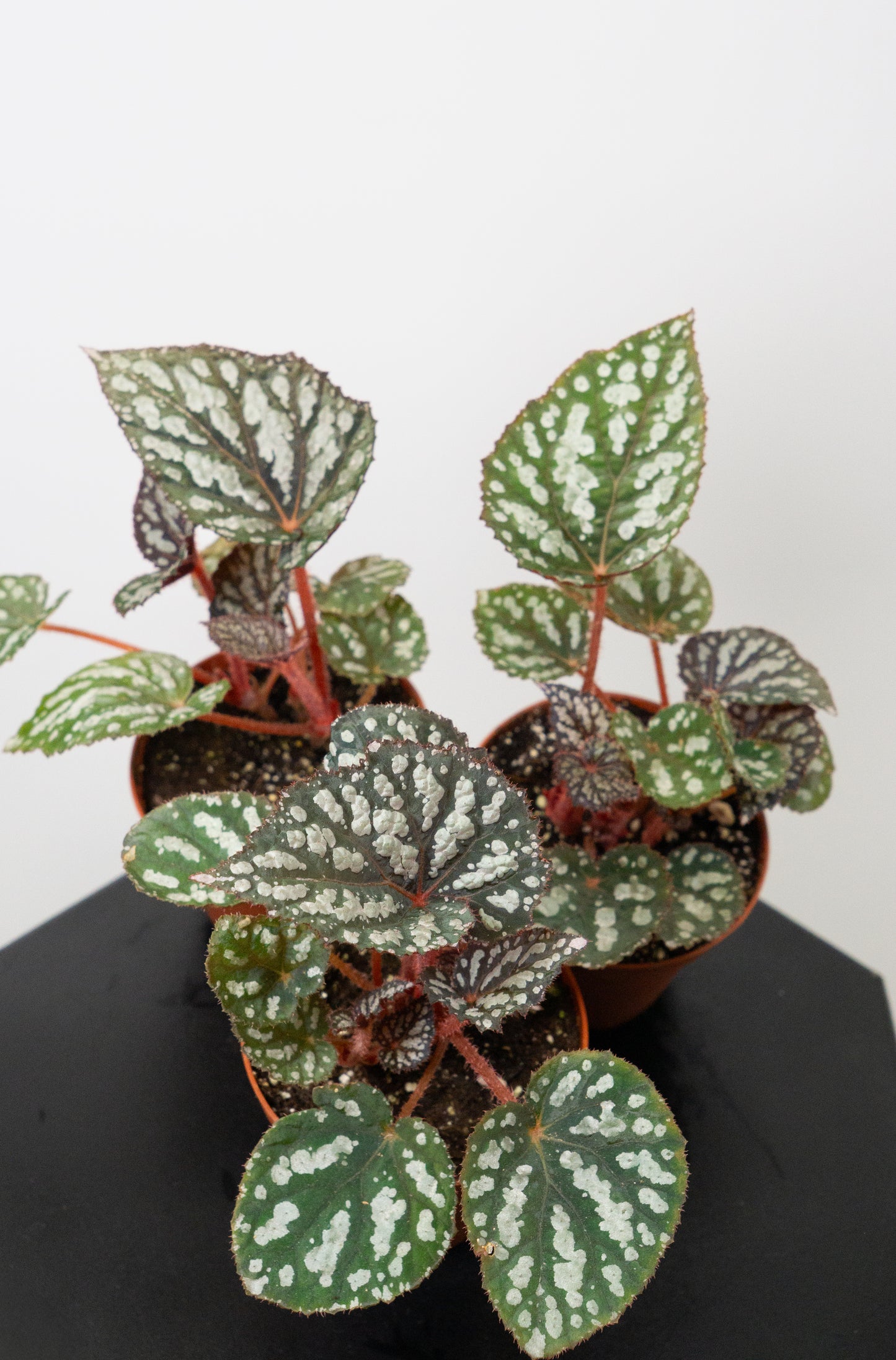 Begonia 'Betsy Blue' *Growers Choice*