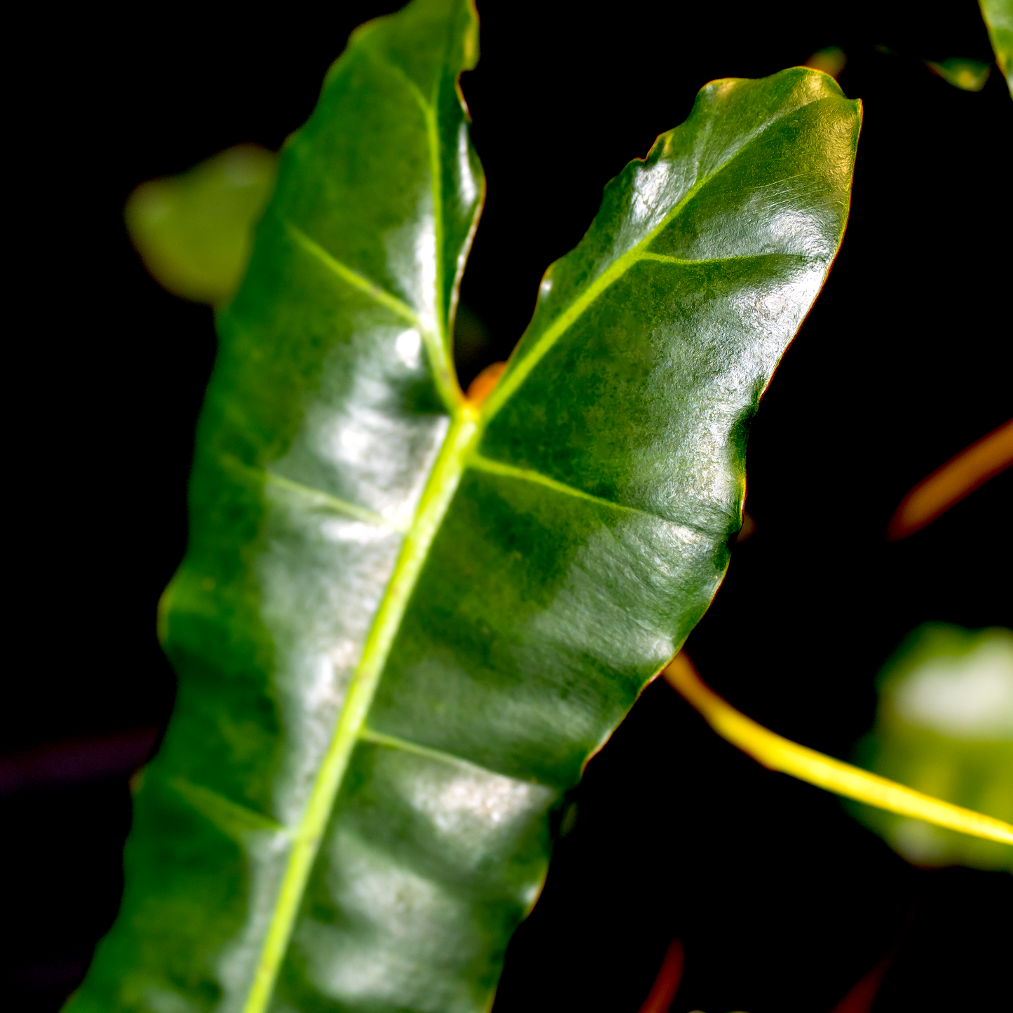 Philodendron billietiae 'Black'