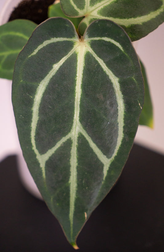 Anthurium Carla OG #4 x self (1808)