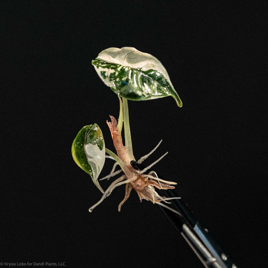 Alocasia Azlanii 'Red Mambo' Variegated Tissue Culture Plantlet *Seller's Choice*