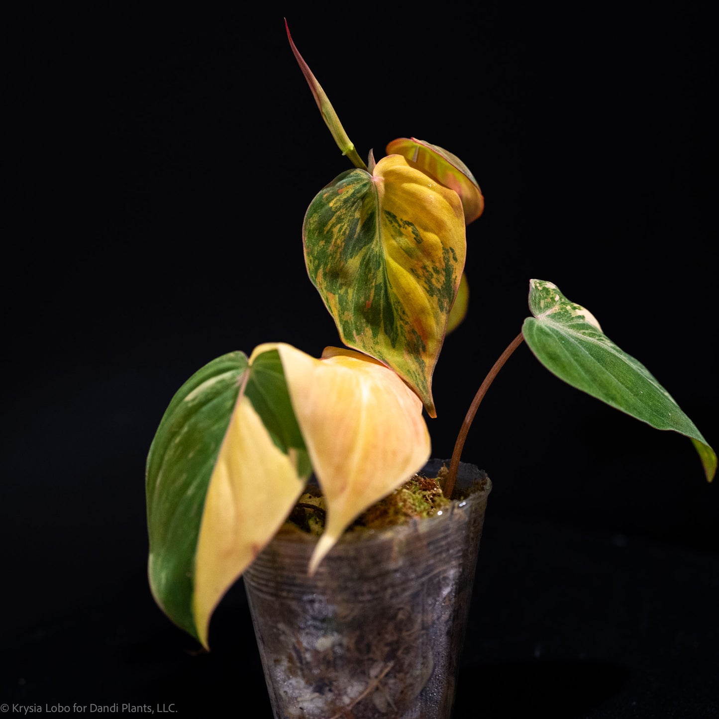 Philodendron Micans Variegated *Grower's Choice*