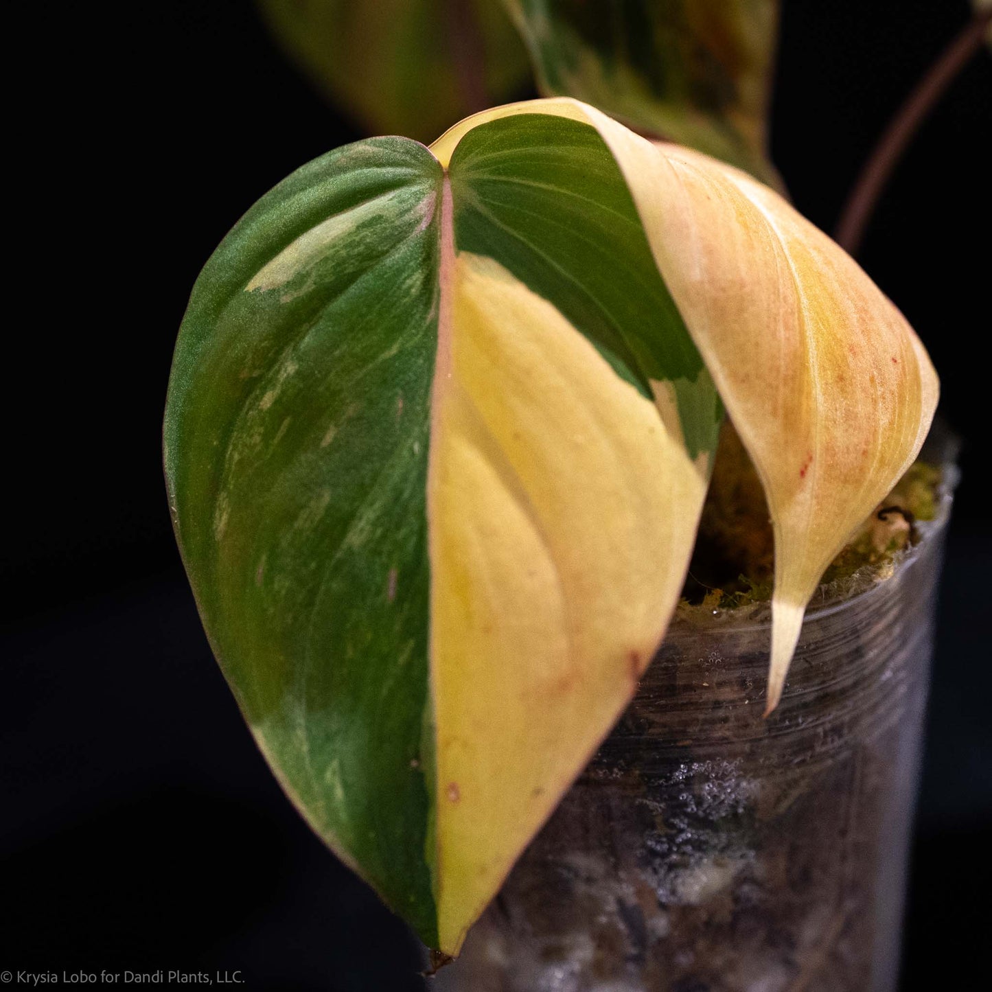 Philodendron Micans Variegated *Grower's Choice*