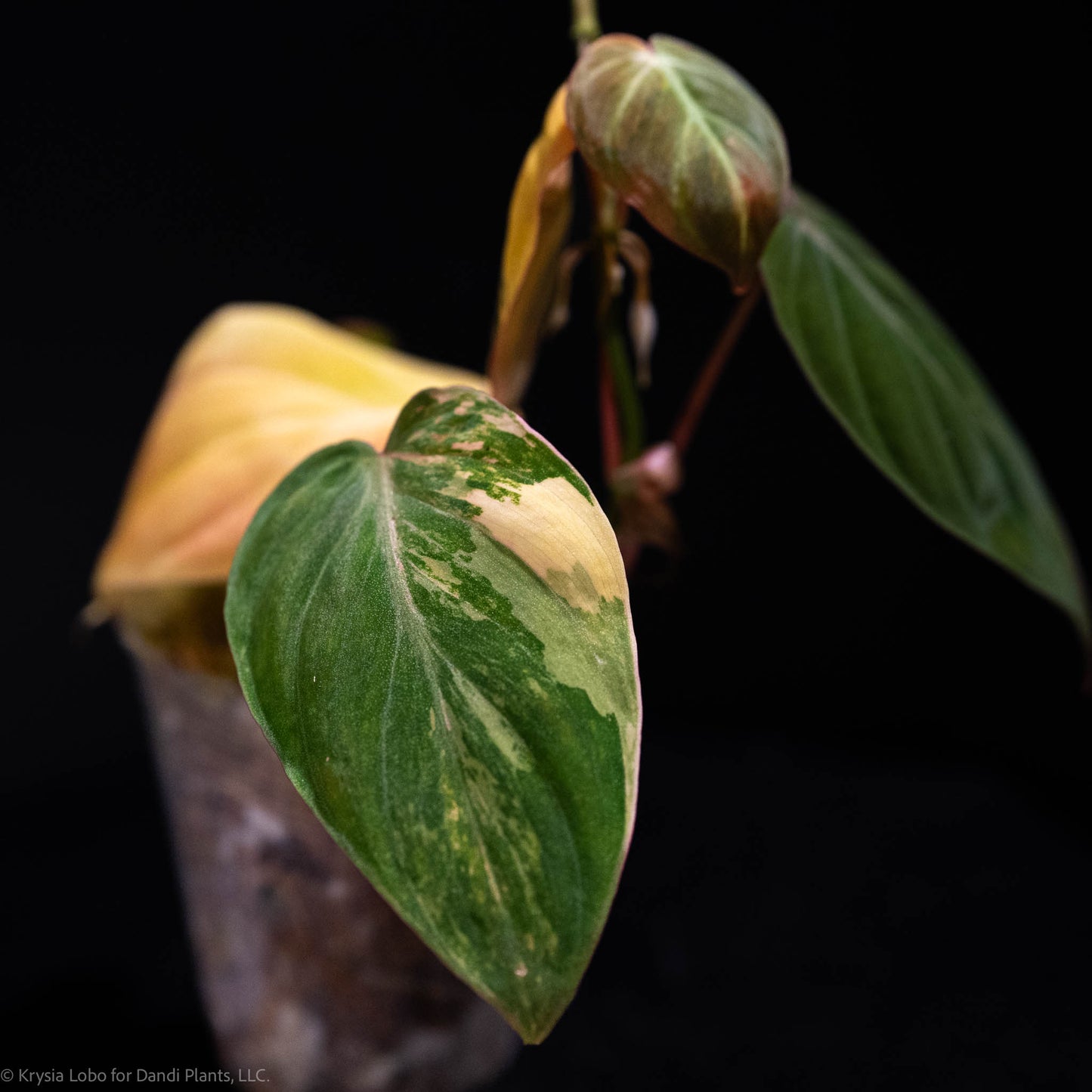 Philodendron Micans Variegated *Grower's Choice*