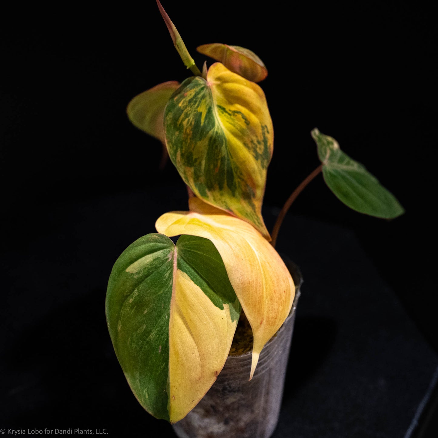 Philodendron Micans Variegated *Grower's Choice*