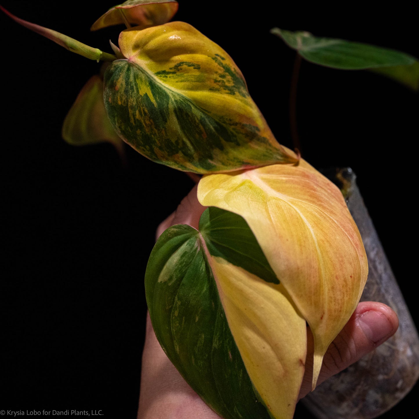 Philodendron Micans Variegated *Grower's Choice*