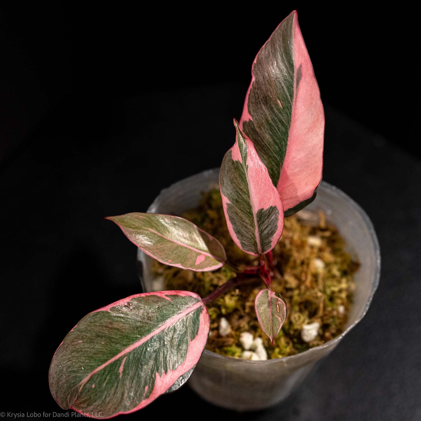 Philodendron Pink Princess Mutation Variegated (Grower's Choice)