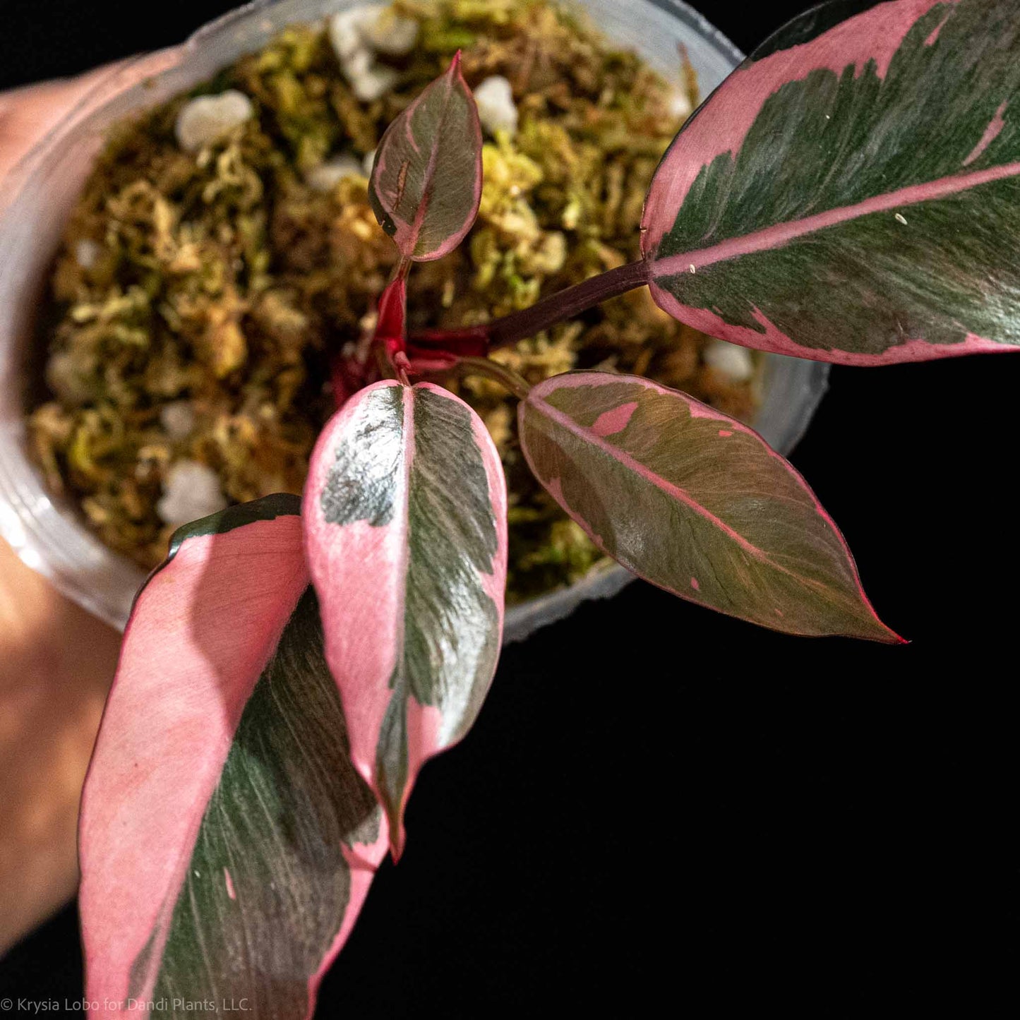 Philodendron Pink Princess Mutation Variegated (Grower's Choice)