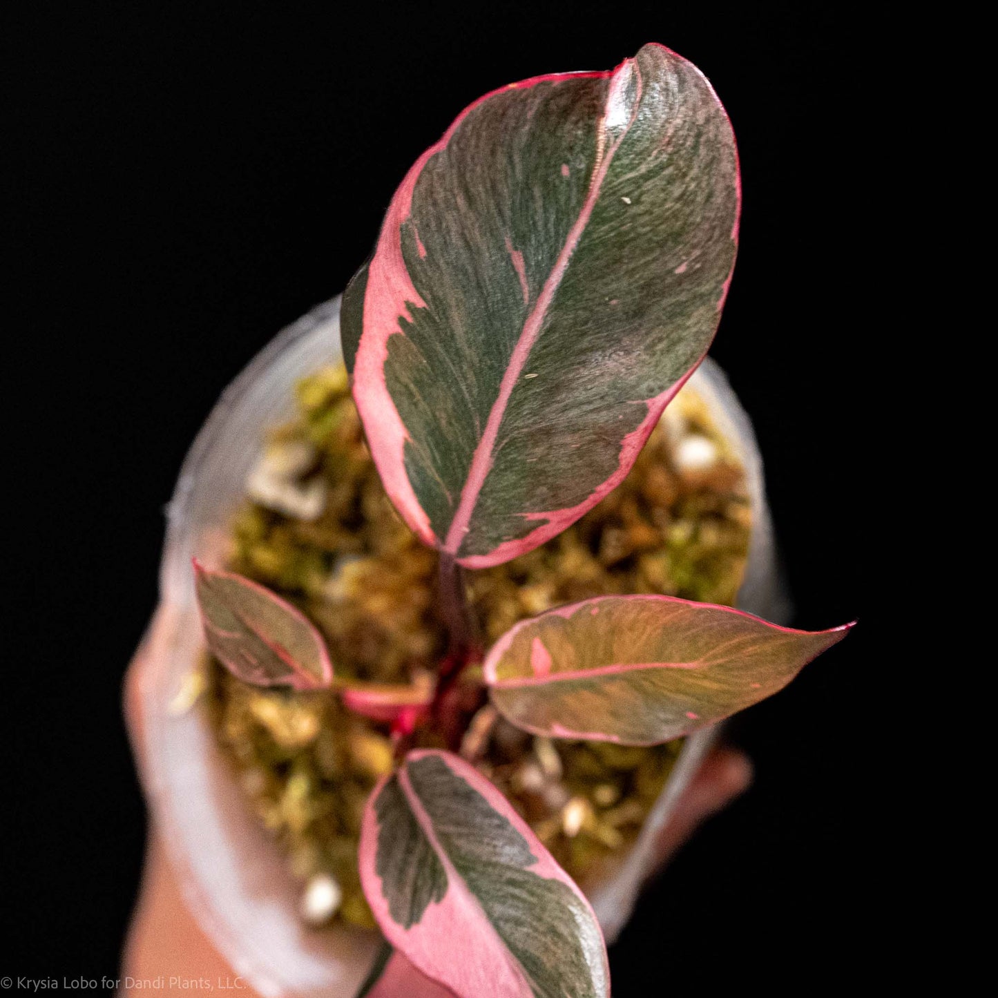 Philodendron Pink Princess Mutation Variegated (Grower's Choice)