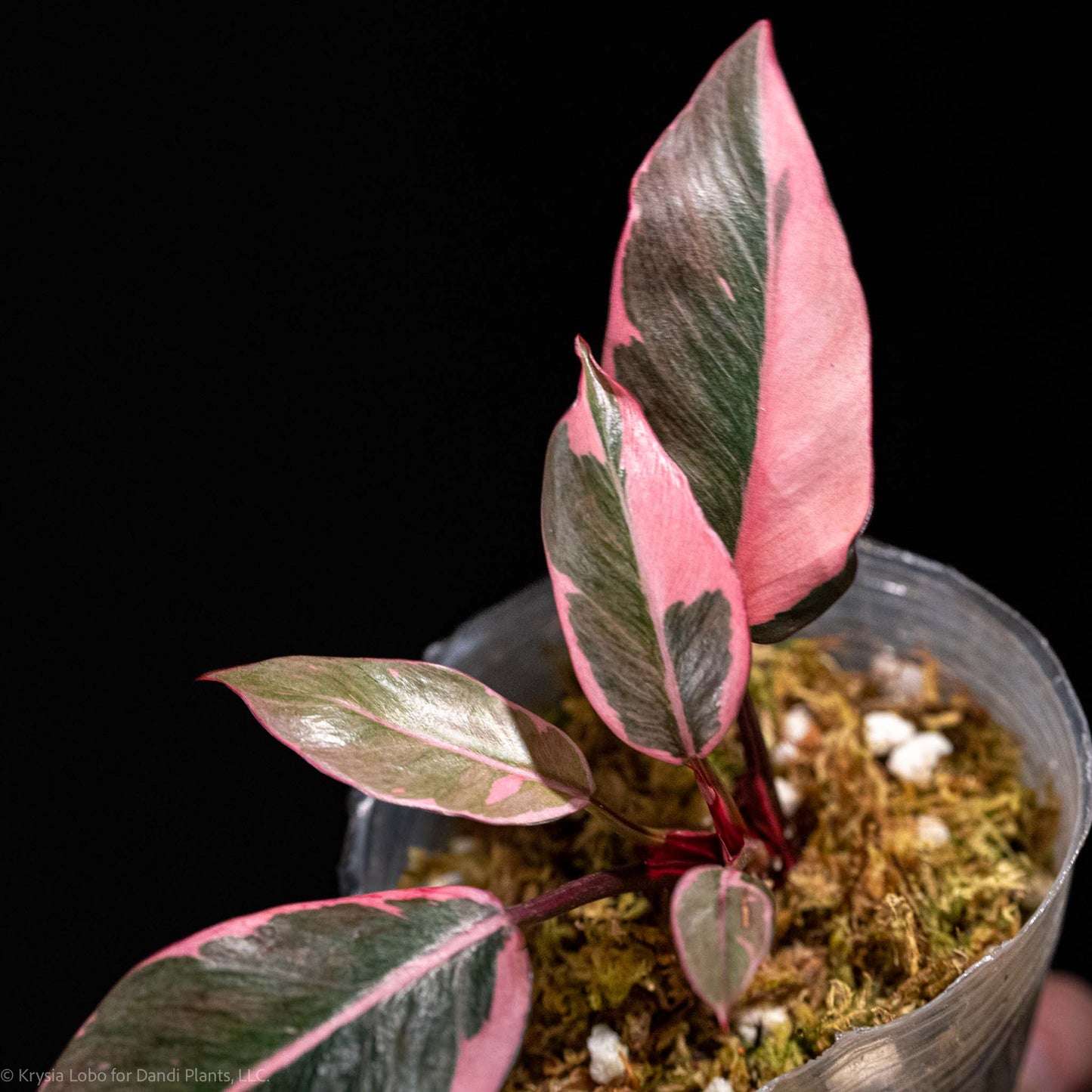 Philodendron Pink Princess Mutation Variegated (Grower's Choice)