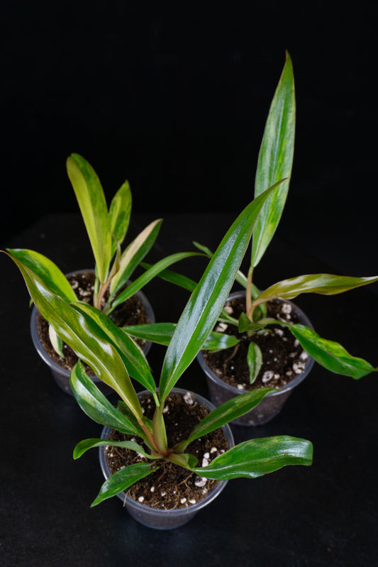 Philodendron Caramel Marble (1108)