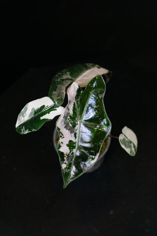 Alocasia Pseudo Sanderiana *Growers Choice* (1206)