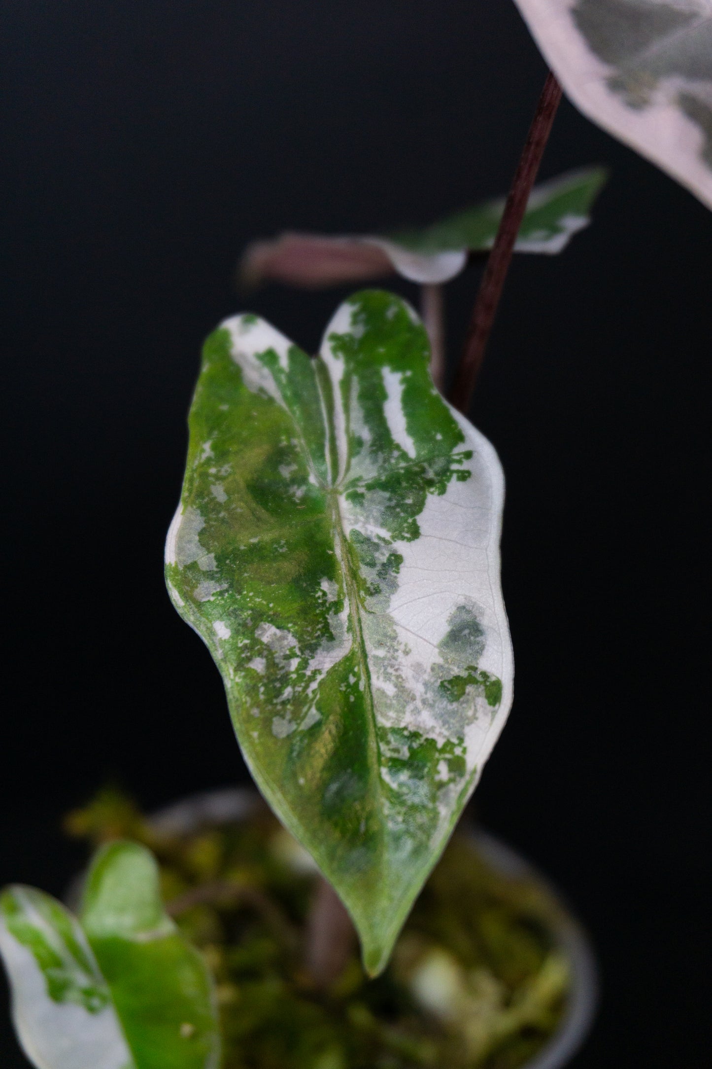 Alocasia Pseudo Sanderiana *Growers Choice* (1206)