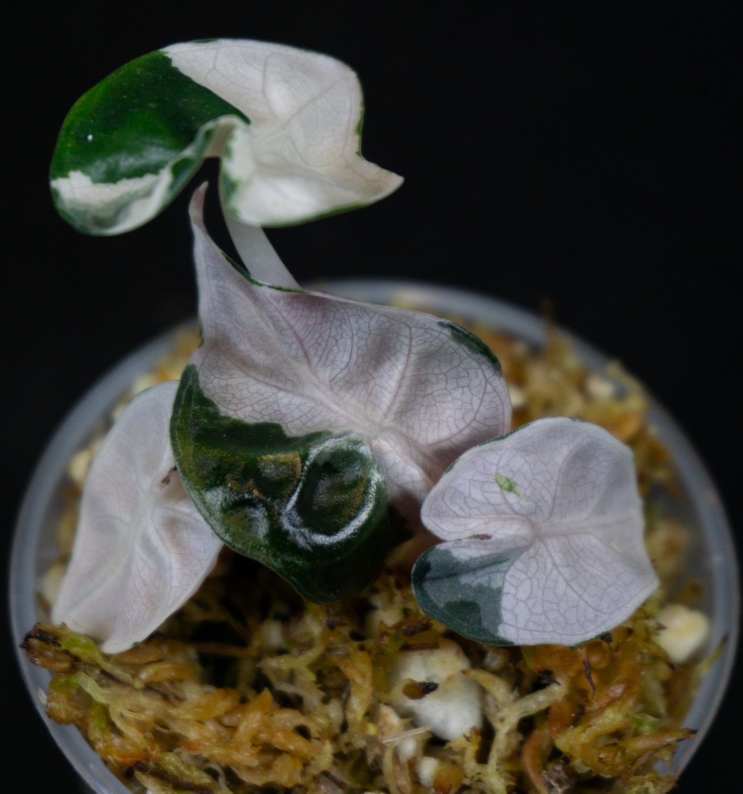 Alocasia 'Balloon Heart' Pink Variegated *Growers Choice* (1205)