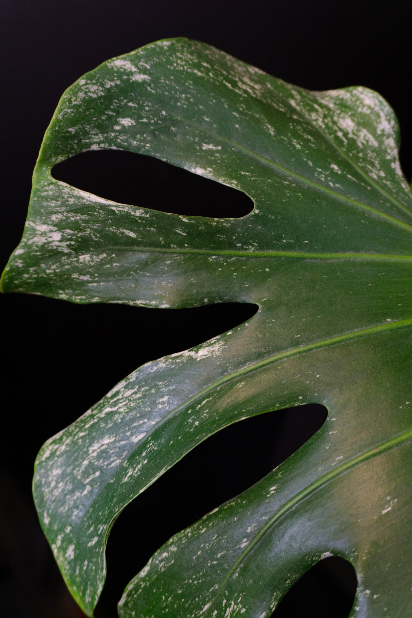 Monstera deliciosa 'Devil Monster' (1201)