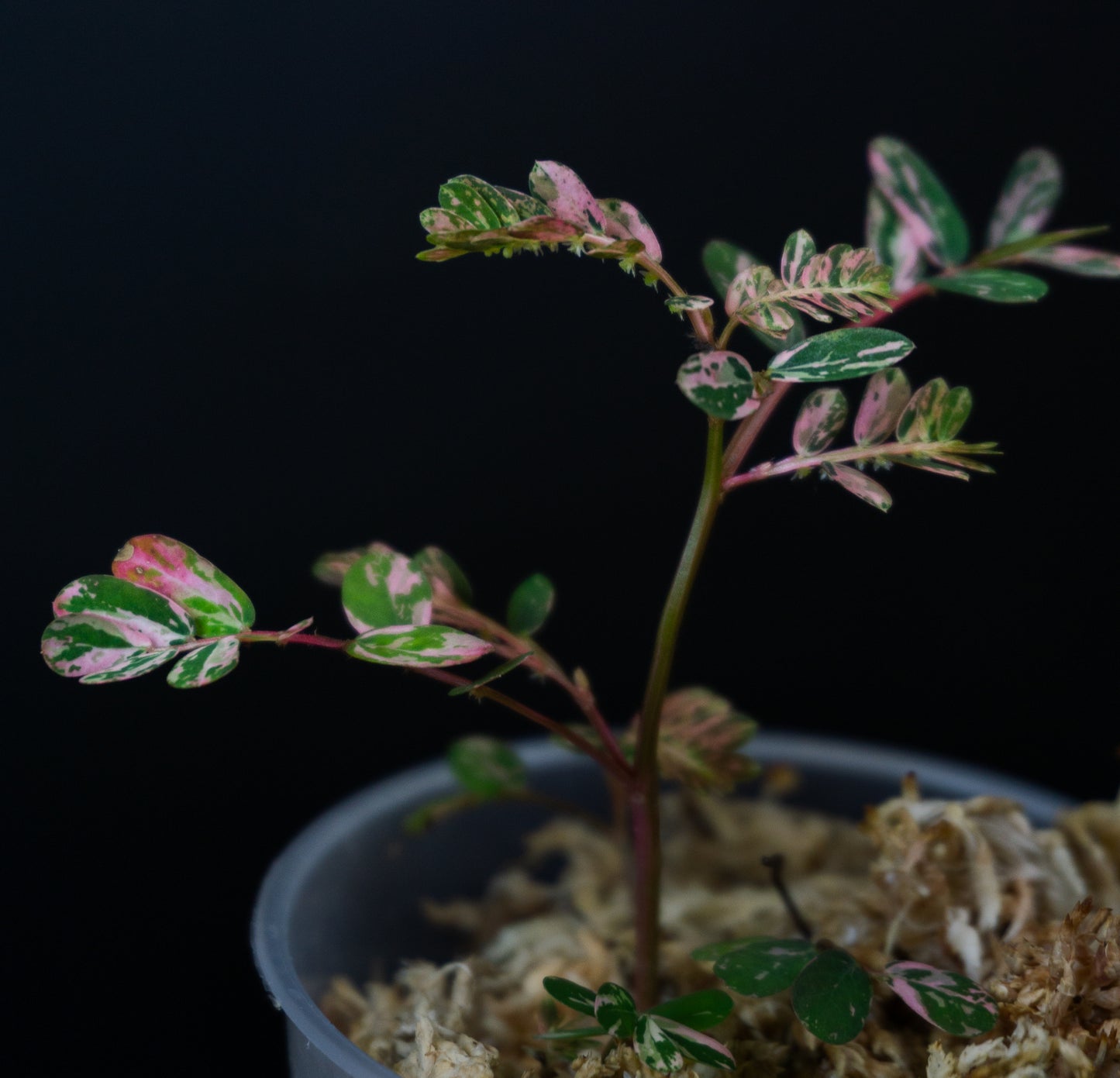 Phyllanthus urinaria 'Pink Variegated' (1207)