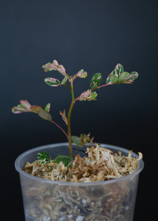 Phyllanthus urinaria 'Pink Variegated' (1207)