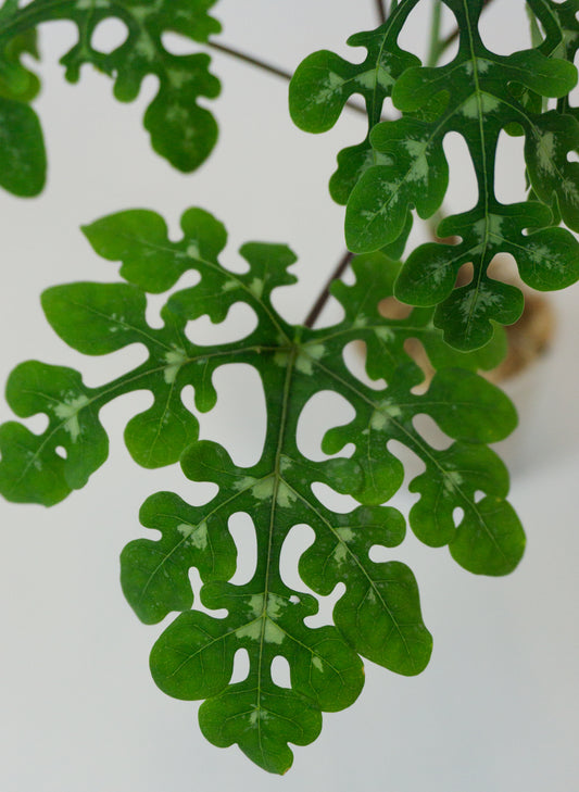 Adenia perrieri (1202)