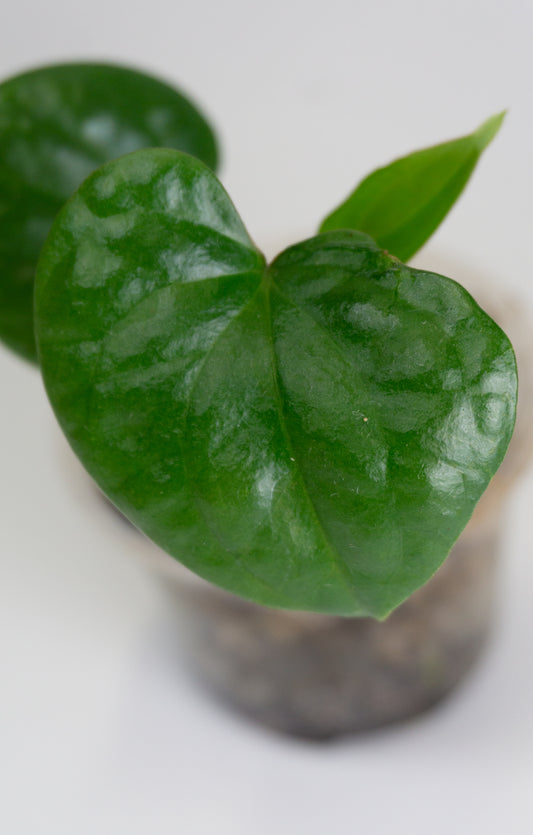 Anthurium luxurians x 'Jungle Giant' (1307)