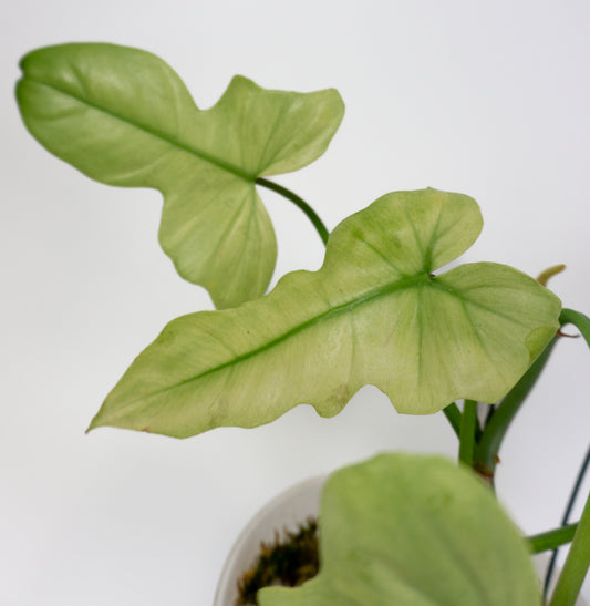 Philodendron Golden Dragon Full Mint (1303)