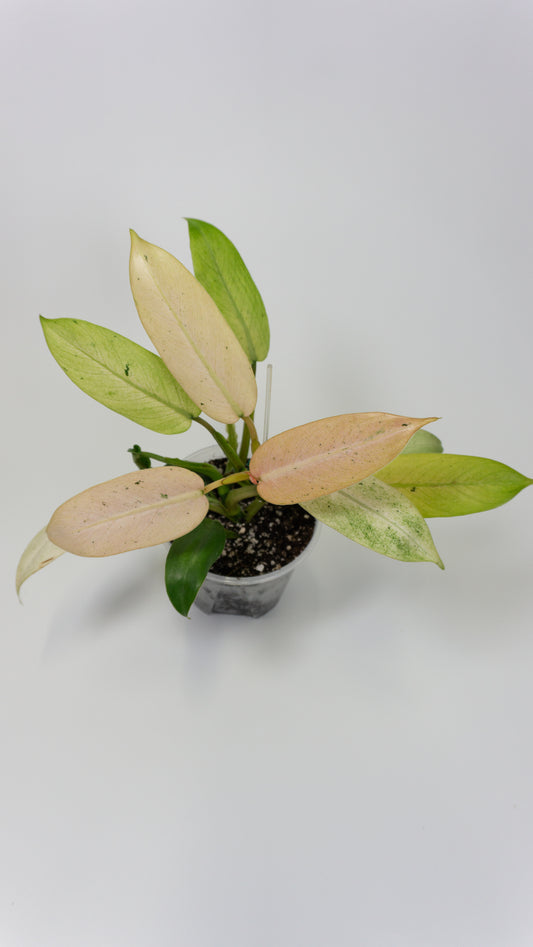 Philodendron Whipple Way (1306)