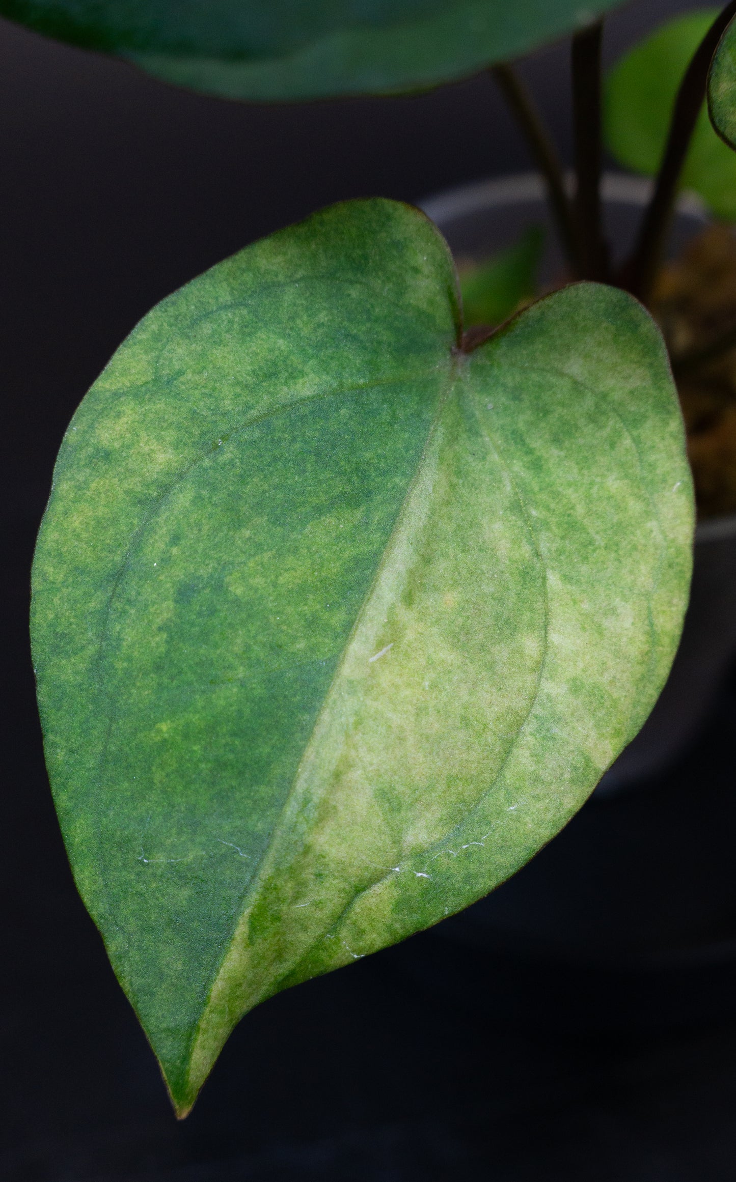 Anthurium Red Vein Dark Phoenix (RVDP) x Red Crystallinum Variegated (1409)