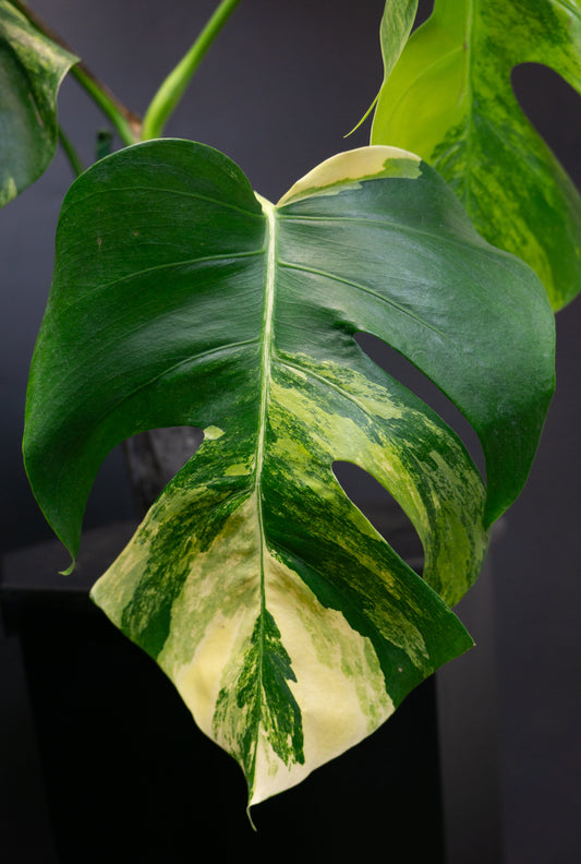 Monstera Deliciosa Borsigiana Aurea Tricolor (1502)