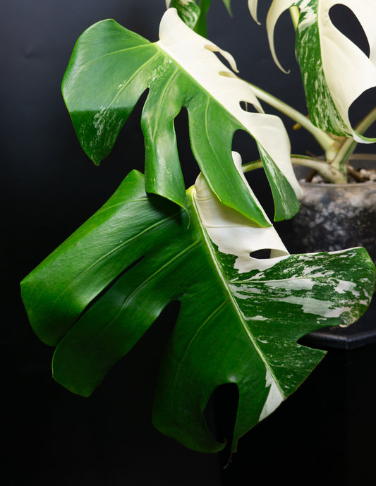 Monstera Deliciosa Borsigiana Albo (1503)